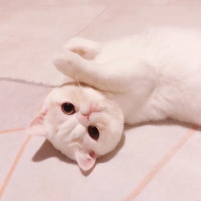 Martua Sitorus avatar